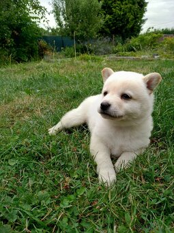 Štěňata Shiba Inu s krémovým zbarvením