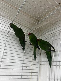 Kakariky - 1
