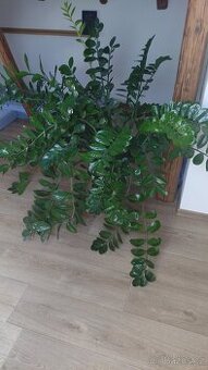 Květina - Zamioculcas zamiifolia Zamikulkas