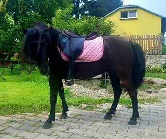 Černá kobylka pony