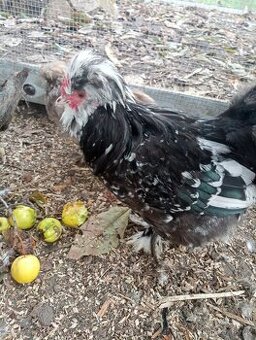 Daruji mottled kohoutka hedvábničky USA satin