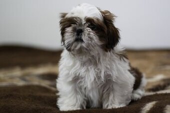 Shih-tzu, Shih tzu, si cu bez pp