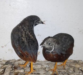 Křepelka čínská -kohoutek