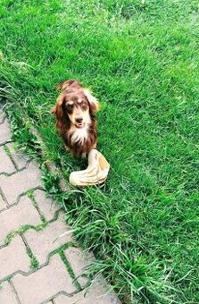 Jezevčík dlouhosrstý