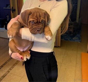 Bordeauxská doga- FENKA