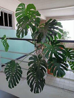 Monstera