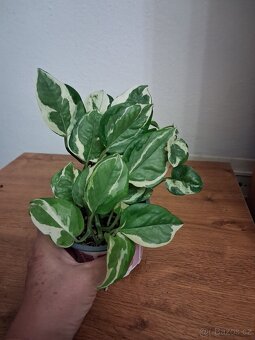 Pokojové rostliny 3