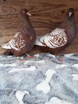 Prodám holuby - 1