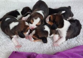 Bígl beagle štěňátko s PP