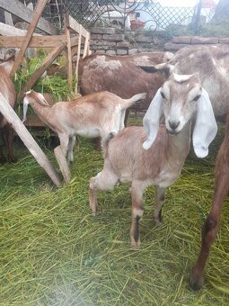 Anglonubijská koza s POP ,dotace