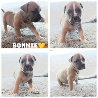 American Bully Standard