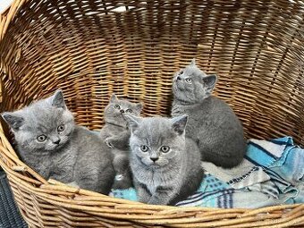 Britská modrá koťátka bez PP