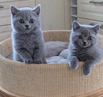 Inteligentní koťátka britské krátkosrsté šelmy k adopci.