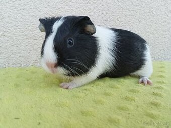 Morče - samice Raviola