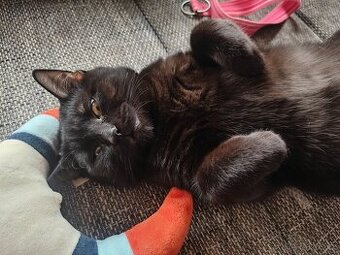 Černý britský kocour