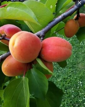 Stříhání ovocných stromů