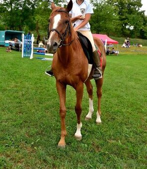 Prodám valacha A1/1