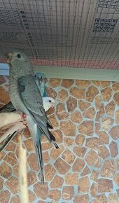 Papousek zpevavy (rodiče samec modry/samice albino červené /