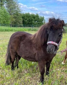 Na prodej: Mini Shetland hřebeček s plným původem