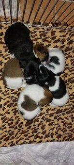 Jack Russell terier