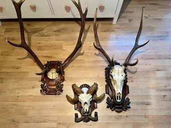 Myslivecké trofeje