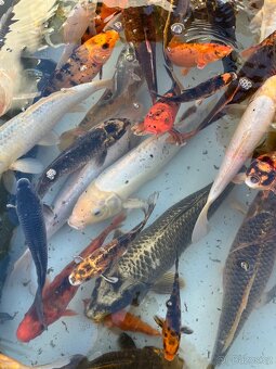 Kapr koi