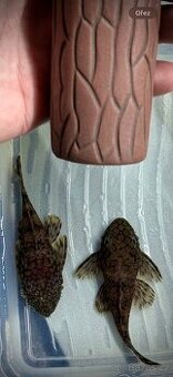 Ancistrus sp . L519