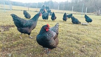 Domácí vejce z farmářského chovu