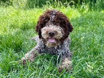 Lagotto romagnolo s PP