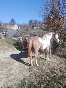 PRODAM VALACHA - 1