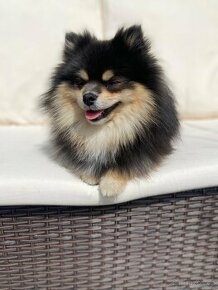 Pomeranian krytí