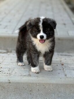 Akita Inu s PP FCI & AKIHO