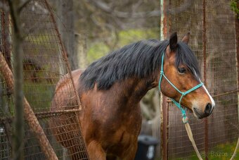 Welsh pony of cob type  - Fréďa