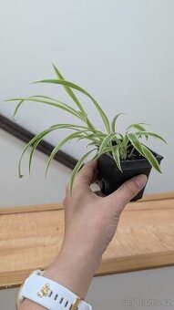 Chlorophytum Comosum