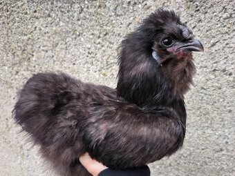 Hedvábničky velké vousaté EU