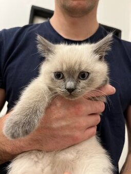 Britský bílý domácí kocouři