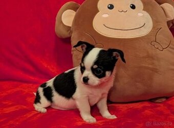 Čivava krátkosrstá s PP- pejsci