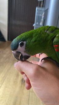 Ara Nobilis - Ručně dokrmené mimino / Samička DNA test