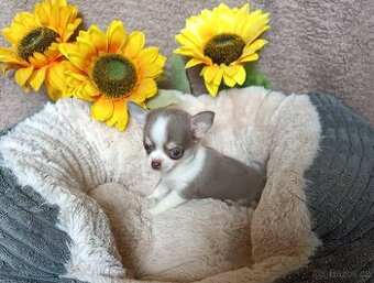 Čivava - fenečka bez pp