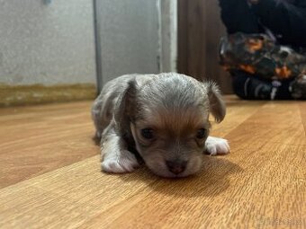 Dlouhosrstá čivava