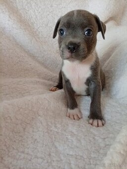 Stafordšírský bulteriér - 1