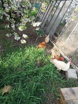 Prodám přebytek domácích vajíček - Plzeň