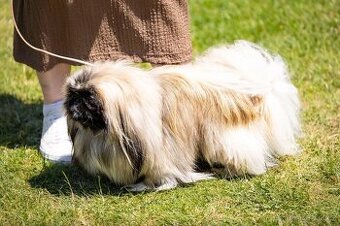 Pekingský Palácový Psik