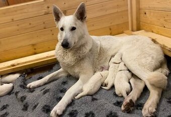 Bílý švýcarský ovčák