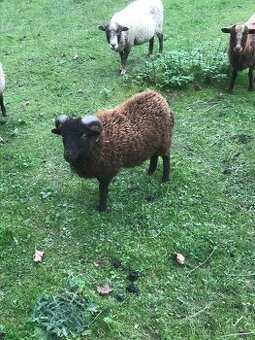 Prodám Quesanského beránka