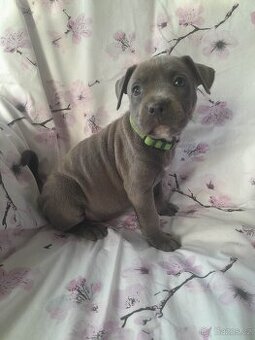 Stafordšírský bulteriér