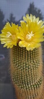 kaktus žlutě kvetoucí