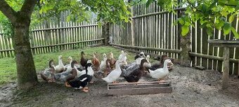 Násadová vejce brojlerových kachen