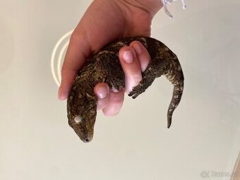 Leachianus nunu ami - 1