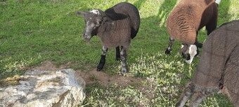 Beránek Zwartbles